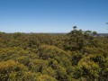 1225-1207 WA Karri forest (251847)